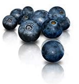 bilberry - vaccinium myrtillus