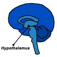 a hypothalamus is not an animal:  the hypothalamus, also known as the "master gland," is a supervising center in the brain that links the body's two control systems - the nervous system and the endocrine system. it does this via interaction with the pituitary gland. the hypothalamus controls body temperature, hunger, thirst, heartbeat, blood pressure, carbohydrate & fat metabolism, and circadian cycles.a hypothalamus really likes the stuff in our blends.