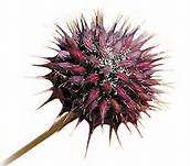 chia seed - salvia hispanica