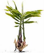 ginger root - zingiber officinale