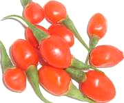 goji berry - lycium barbarum