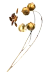 flaxseed - linum usitatissimum