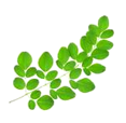 moringa leaf - moringa oleifera