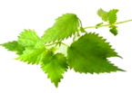 nettle leaf - urtica dioica