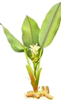 turmeric root - curcuma longa