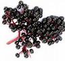elderberry - sambucus
