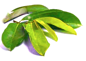 graviola leaf - annona muricata