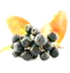 purple aronia berry - aronia melanocarpa