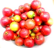 camu camu - myrciaria dubia