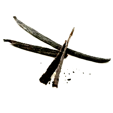 vanilla bean - vanilla planifolia